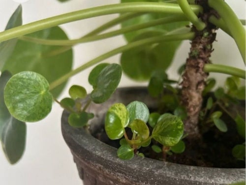 Pilea Peperomioides Elefantöron stickling fin