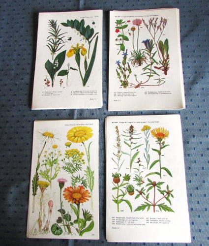 150 BOTANISKA BLAD, FLORA-BILDER FRÅN BÖCKER, UTMÄRKT SKICK!