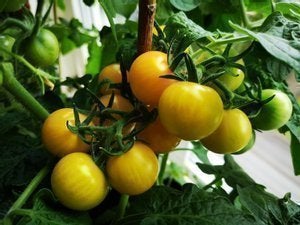 Windowbox- Solanum lycopersicum - sortäkta - minst 10 st sättfrön. Frakt ingår!