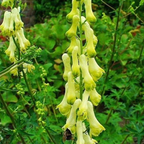 GUL STORMHATT Aconitum lycoctonum | wolfsbane