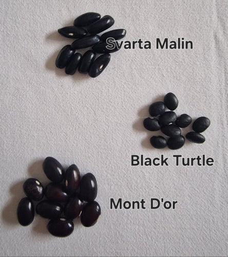 Svarta sättbönor - tre sorter . Frakt ingår!