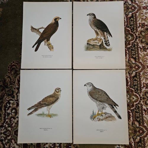 Hökfåglar 4 stora bilder Bröderna Wrights tidigt 1900-tal