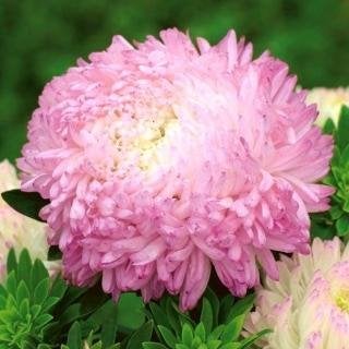 Frön från Aster chinensis " Anielka "