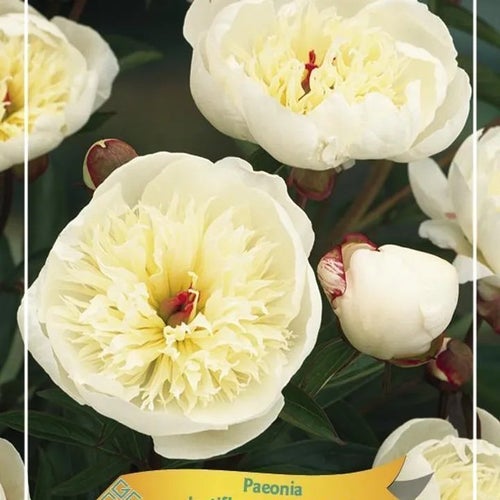 Paeonia ‘Immaculée’ växt