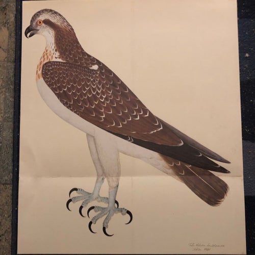 Falco Haliætus, (Fiskljuse) - Olof Rudbecks portfölj