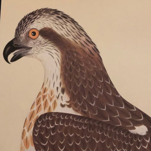 Falco Haliætus, (Fiskljuse) - Olof Rudbecks portfölj