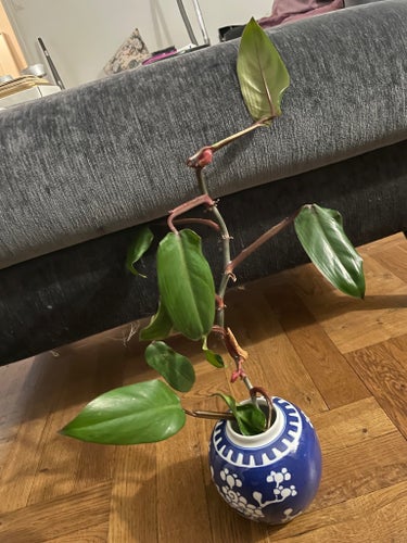 Philodendron 'red emerald' stickling