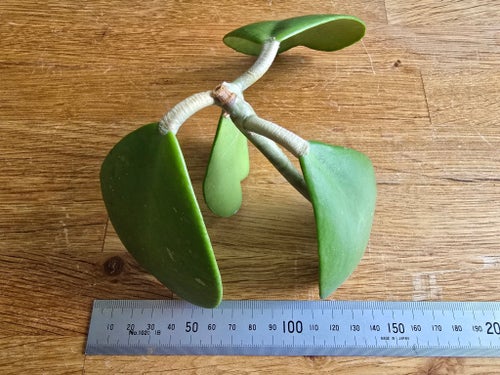 Hoya kerrii stickling