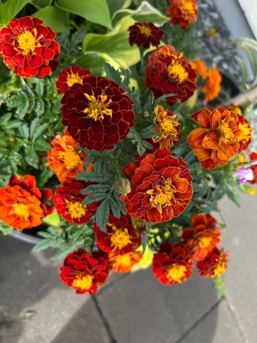 Tagetes frön superfina tesked