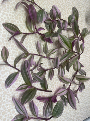 Tradescantia Nanouk, ampelväxt