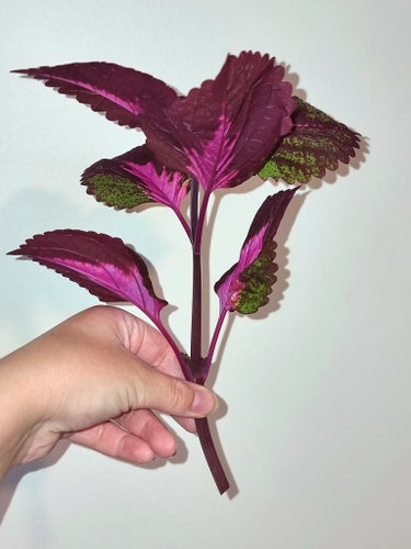 Vacker Palettblad 'China Rose' - Stickling.