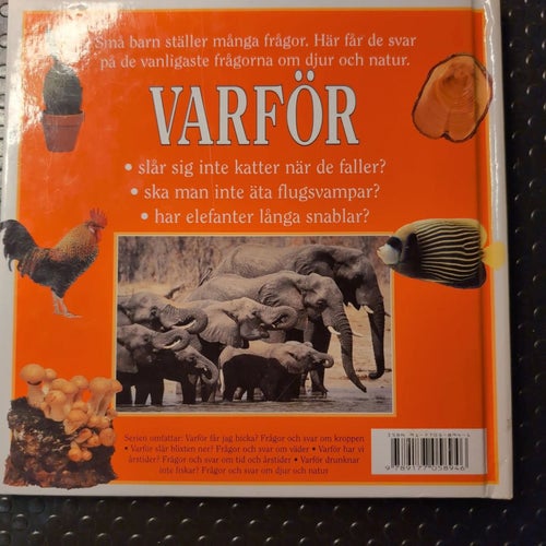 VARFÖR drunknar inte fiskar? Frågor och svar om djur och natur