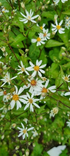 VIT SKOGSASTER. Planta