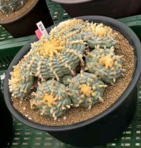 Lophophora williamsii frön