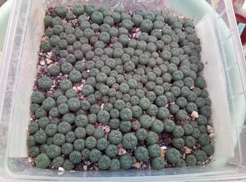 Lophophora williamsii frön