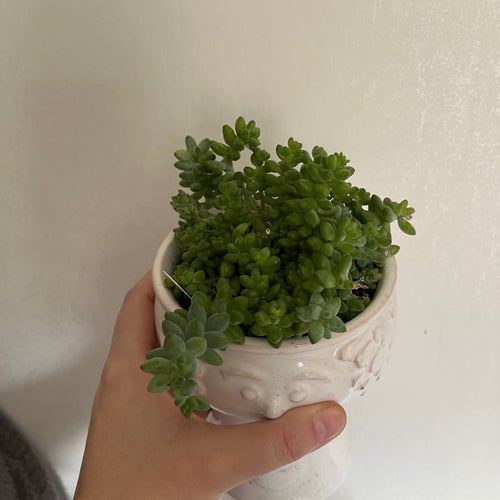 Apsvans / Sedum burrito