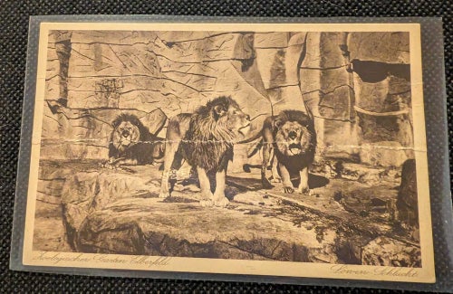 Koologischer Garten Elberfeld ,Löwen Schlucht. ( Lejon Ravinen)
