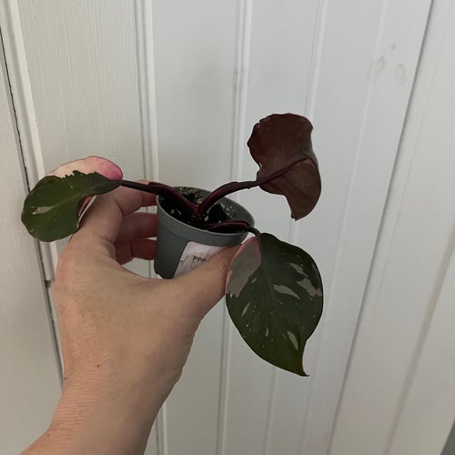 Philodendron pink princess galaxy