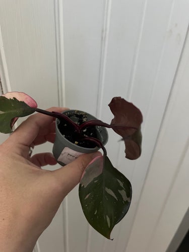 Philodendron pink princess galaxy