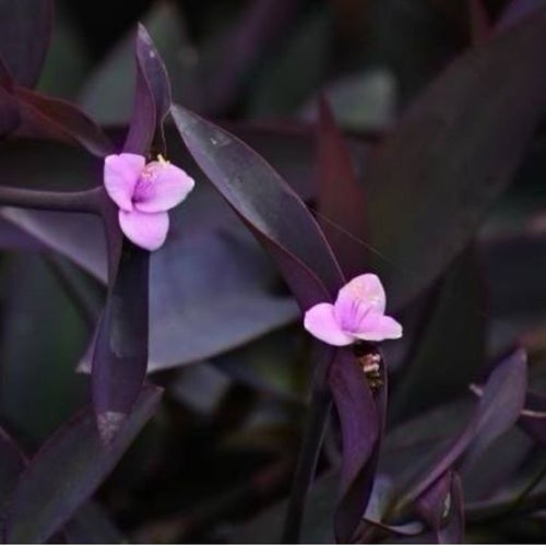 Tradescantia pallida Purple Heart stickling