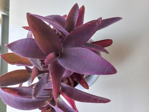 Tradescantia pallida Purple Heart stickling