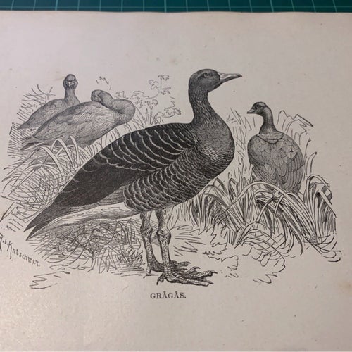Träsnitt ”Grågås” ur bok från 1901