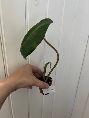 Philodendron Pariso Verde variegerad