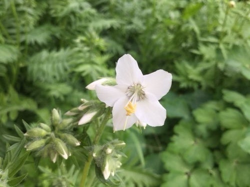 Vitt Blågull Polemonium caeruleum