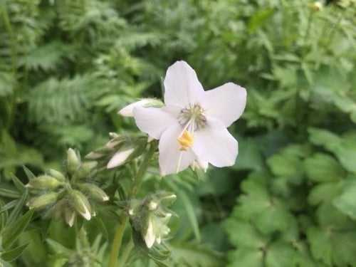 Vitt Blågull Polemonium caeruleum