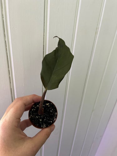 Philodendron Caramel marble
