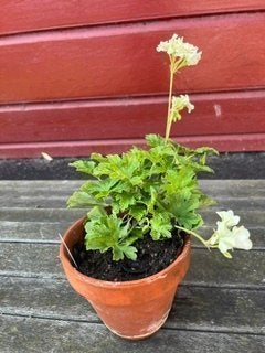 Creamery ljusgul pelargon med flera blommor.