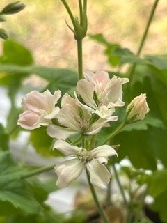 Creamery ljusgul pelargon med flera blommor.