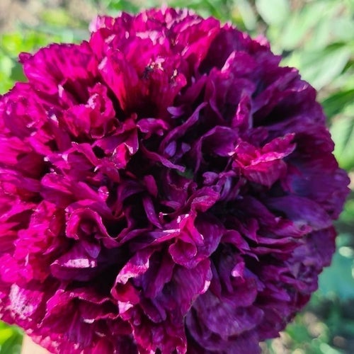 Svart Vallmo frön - Papaver somniferum