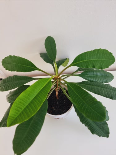 FIN PLANTA! Kameuforbia/skvätt i väg vackert och fin växt. D: 27 cm
