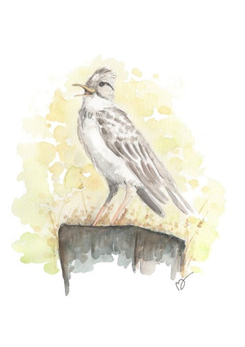 Print - Sånglärka - A3