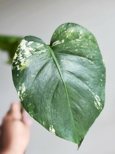 Monstera Mint original, ingen tc
