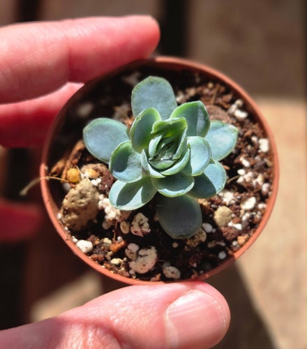 Echeveria – rosett i blågröna toner