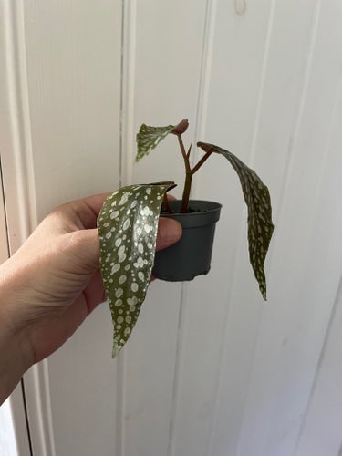 Begonia