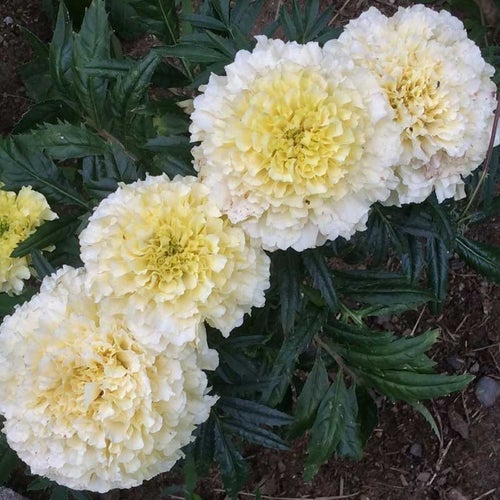 Tagetes Kilimanjaro