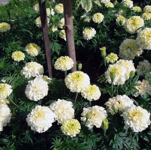 Tagetes Kilimanjaro