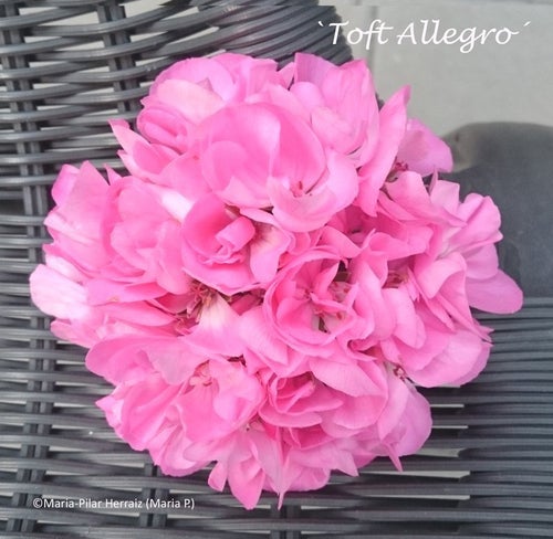 Pelargon `Toft Allegro´, zonal. Välrotad, etablerad stickling