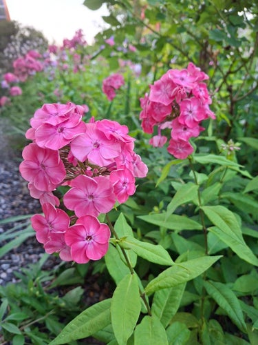 Höstflox (Phlox paniculata) rosa, planta för plantering