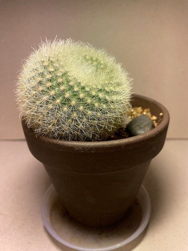 Parodia haselbergii ssp. graessneri