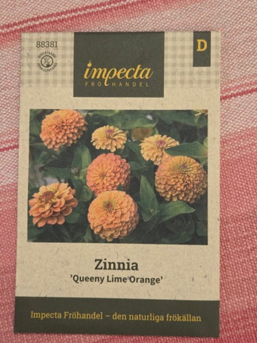 Impecta frö Zinnia 'Queeny Lime Orange' Oöppnad!