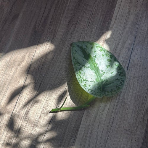 Scindapsus Pictus 'Exotica' stickling