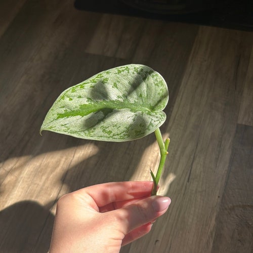 Scindapsus Pictus 'Exotica' stickling