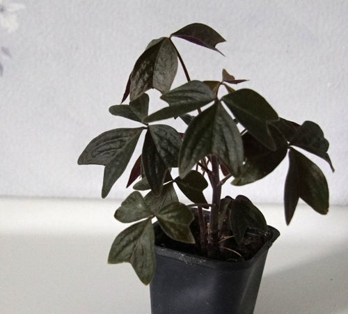 OXALIS ORTGIESII * ÄVEN KALLAD FISHTAIL * ORIGINELL * 2 st plantor i samma