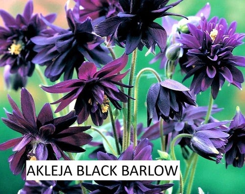 AKLEJA BLACK BARLOW 40 frön