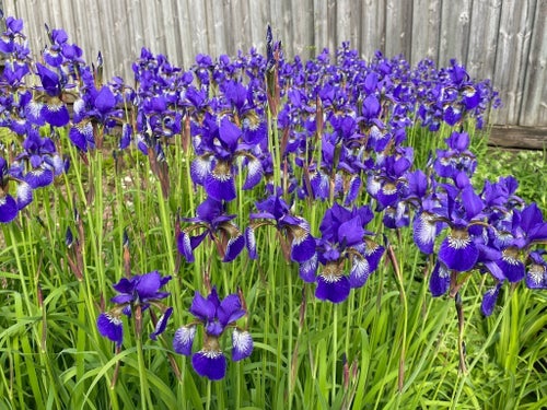 10 st. iris Sibirica