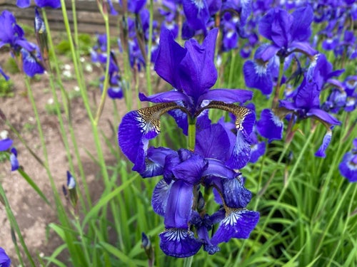 10 st. iris Sibirica